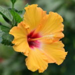 O que acontece no corpo quando você bebe chá de hibisco todo dia