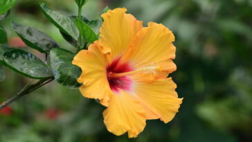 O que acontece no corpo quando você bebe chá de hibisco todo dia