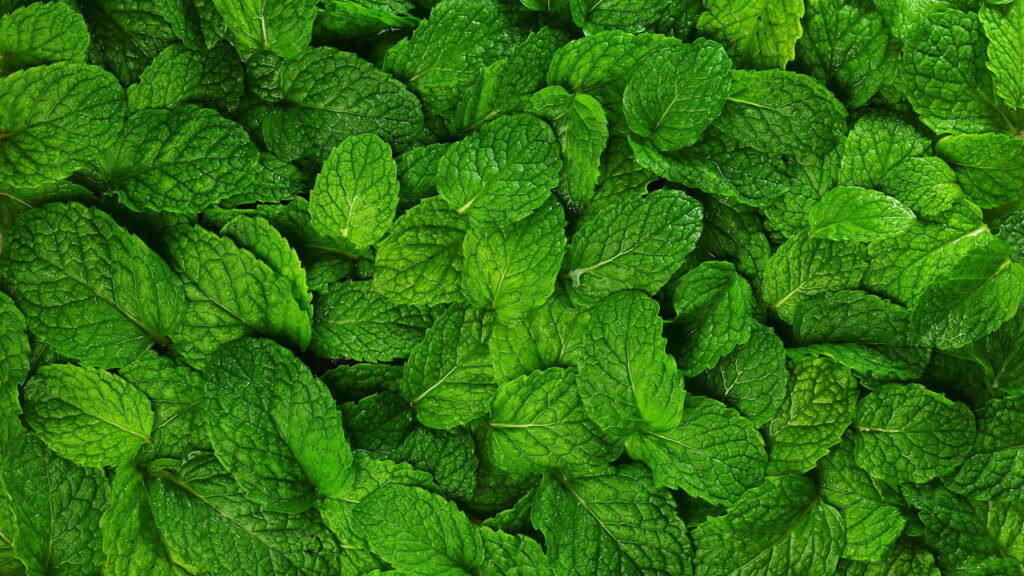 Essa erva simples virou um alívio natural para milhões de brasileiros