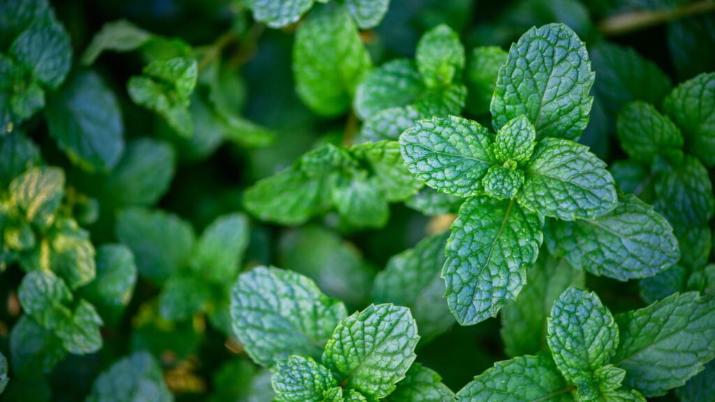 Essa erva simples virou um alívio natural para milhões de brasileiros