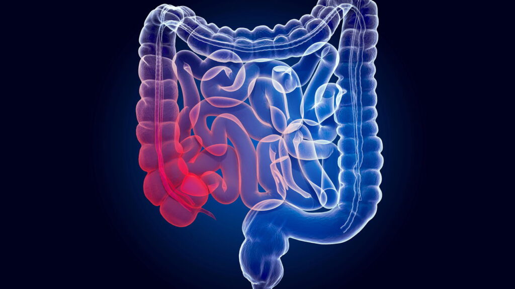 A conexão entre exercício físico e microbiota intestinal e seu impacto na saúde