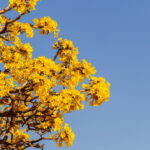 O segredo do ipê que encanta brasileiros em cada floração