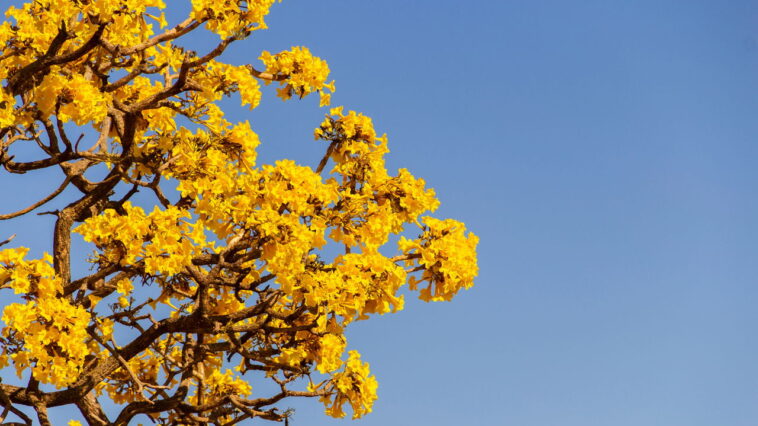 O segredo do ipê que encanta brasileiros em cada floração