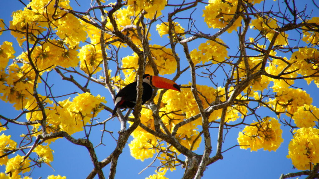 O segredo do ipê que encanta brasileiros em cada floração