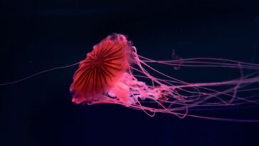 O detalhe marítimo que torna este chaveiro de crochê ainda mais especial