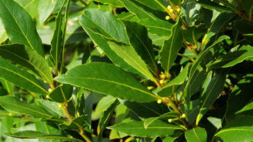 O segredo dos jardineiros para ter folhas de louro fresquinhas sempre à mão