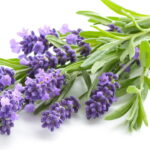 Por que a lavanda está conquistando jardineiros e cientistas no mundo todo?