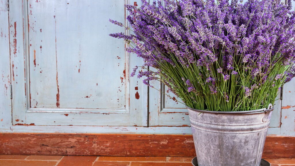 Por que a lavanda está conquistando jardineiros e cientistas no mundo todo?