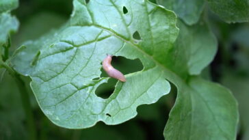 O truque natural com cerveja que elimina lesmas e caracóis do seu quintal