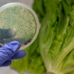O que é listeriose? Veja como ocorre e como evitar a infecção alimentar perigosa