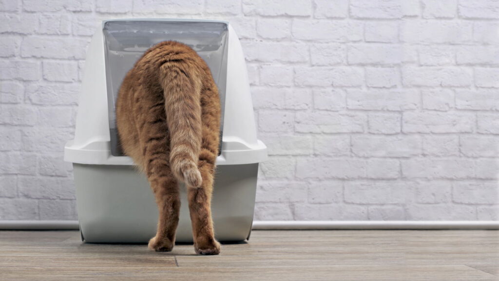 Por que devemos colocar um saquinho de chá na areia dos gatos segundo especialistas?