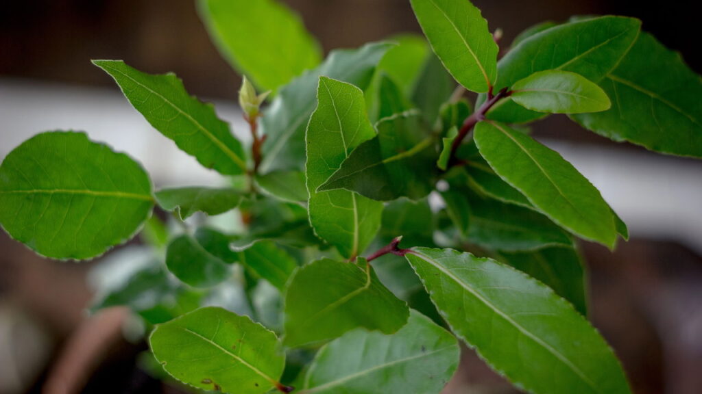 O segredo dos jardineiros para ter folhas de louro fresquinhas sempre à mão