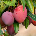 Como cultivar mangueira para sempre ter frutos fresquinhos em casa