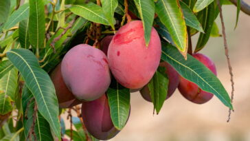 Como cultivar mangueira para sempre ter frutos fresquinhos em casa