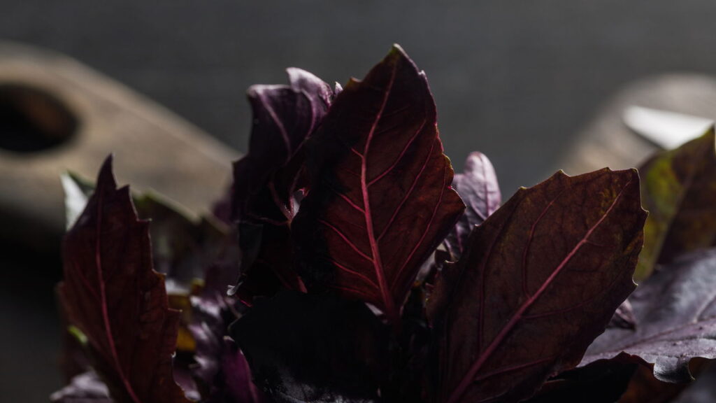 Conheça o manjericão roxo, saiba como cultivar e utilizar na culinária e saúde