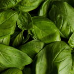 Veja como plantar manjericão em casa pode mudar sua alimentação