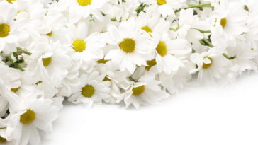 Aprenda o passo a passo para um acessório delicado e elegante, conheça o cinto de margaridas em crochê