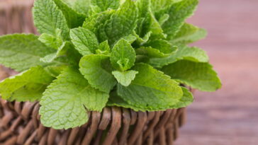 Esse segredo simples faz sua hortelã crescer mais saudável