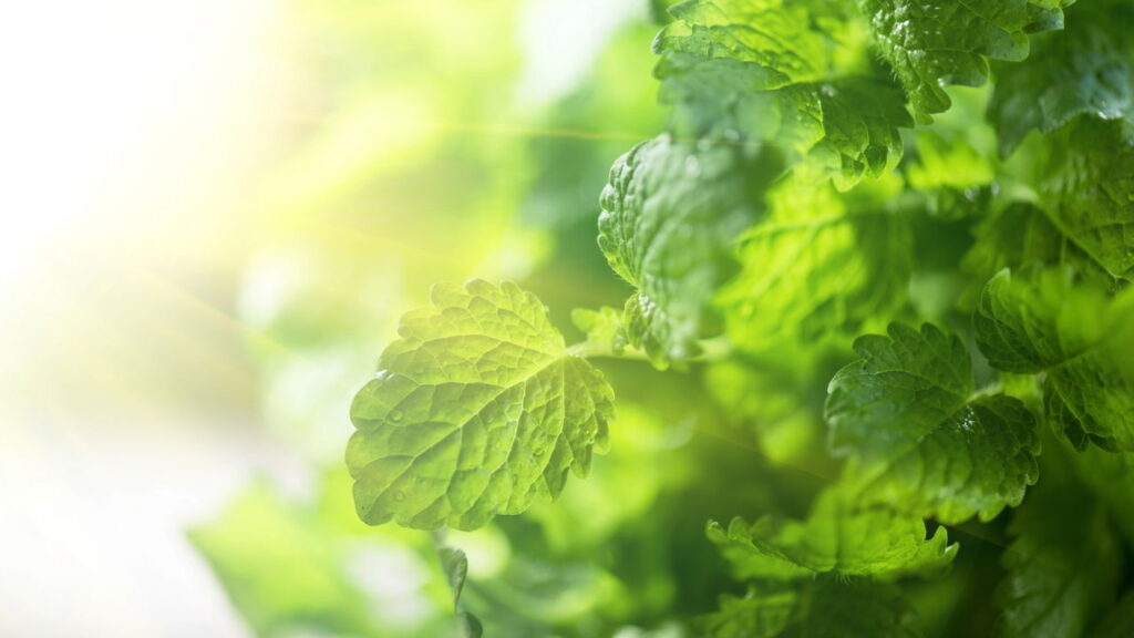 O que ninguém contou sobre plantas que combatem a insônia
