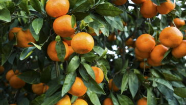 Você joga fora a casca de mexerica sem saber do poder escondido nela