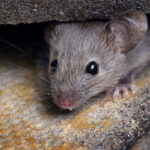 O que significa, segundo a espiritualidade, encontrar um rato em casa?