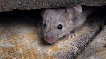 O que significa, segundo a espiritualidade, encontrar um rato em casa?