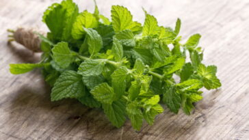 A planta mais fácil de cultivar em casa que oferece mil benefícios