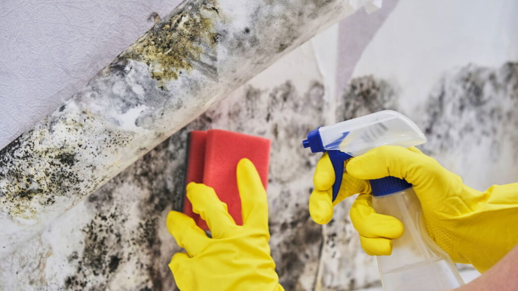 Truques caseiros para remover mofo e umidade das paredes
