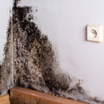 Descubra como acabar com o mofo do armário e proteger roupas, móveis e o bem-estar da família