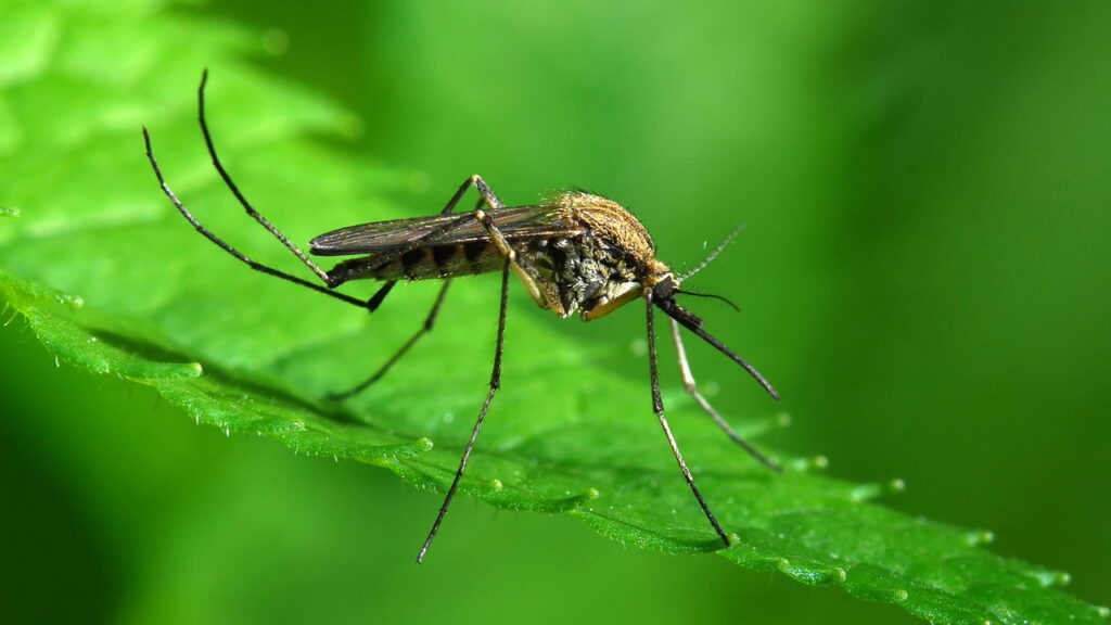 A planta que repele mosquitos e ainda perfuma sua casa naturalmente