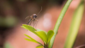 A planta que repele mosquitos e ainda perfuma sua casa naturalmente