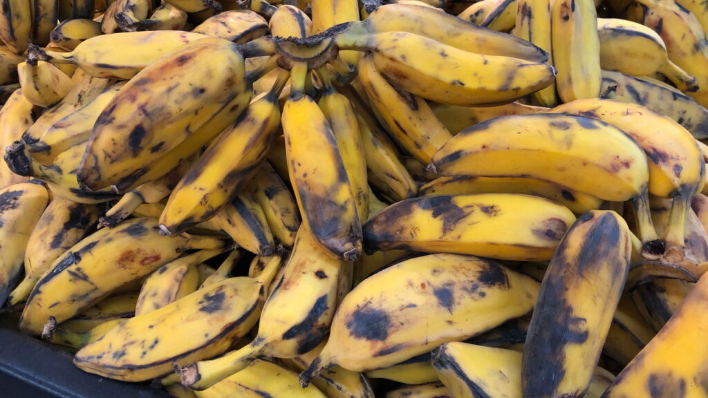 Bananas com manchas marrons podem ser consumidas com segurança? Veja o que contam os especialistas