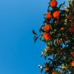 Plantar laranja em vaso é mais fácil do que você imagina, veja como cultivá-la