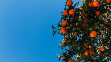 Plantar laranja em vaso é mais fácil do que você imagina, veja como cultivá-la
