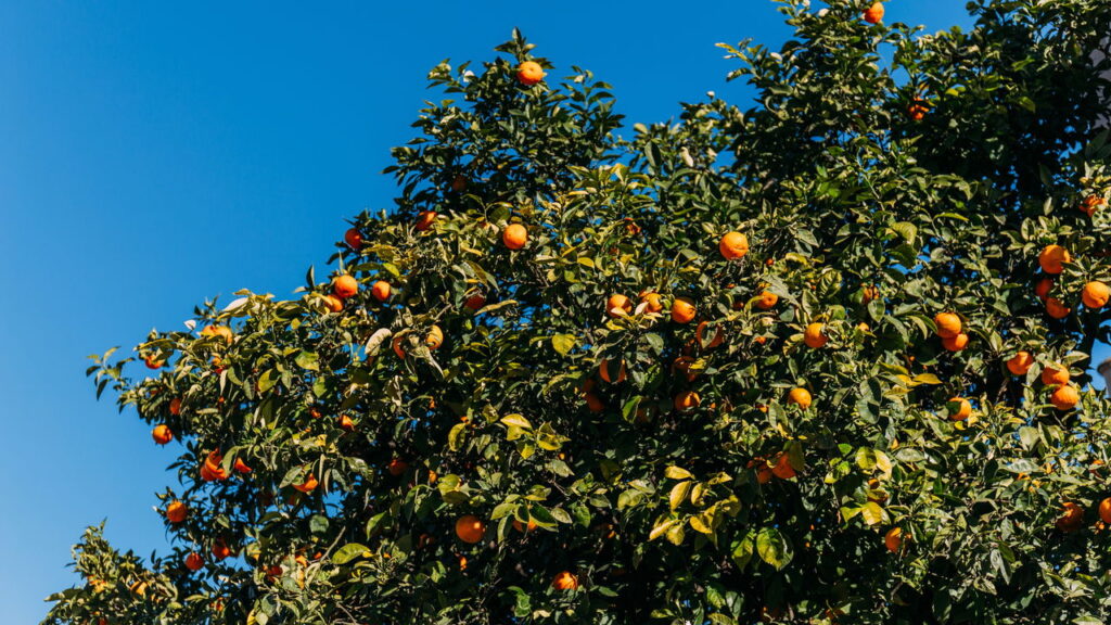 Plantar laranja em vaso é mais fácil do que você imagina, veja como cultivá-la