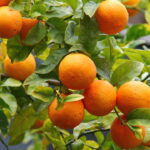 Plantar laranja em vaso é mais fácil do que você imagina, veja como cultivá-la