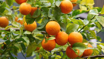 Plantar laranja em vaso é mais fácil do que você imagina, veja como cultivá-la