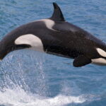 O amigurumi de orca em crochê que vai encantar sua coleção