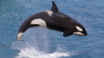 O amigurumi de orca em crochê que vai encantar sua coleção