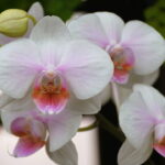 Como você escolhe o substrato de orquídea errado pode arruinar sua planta