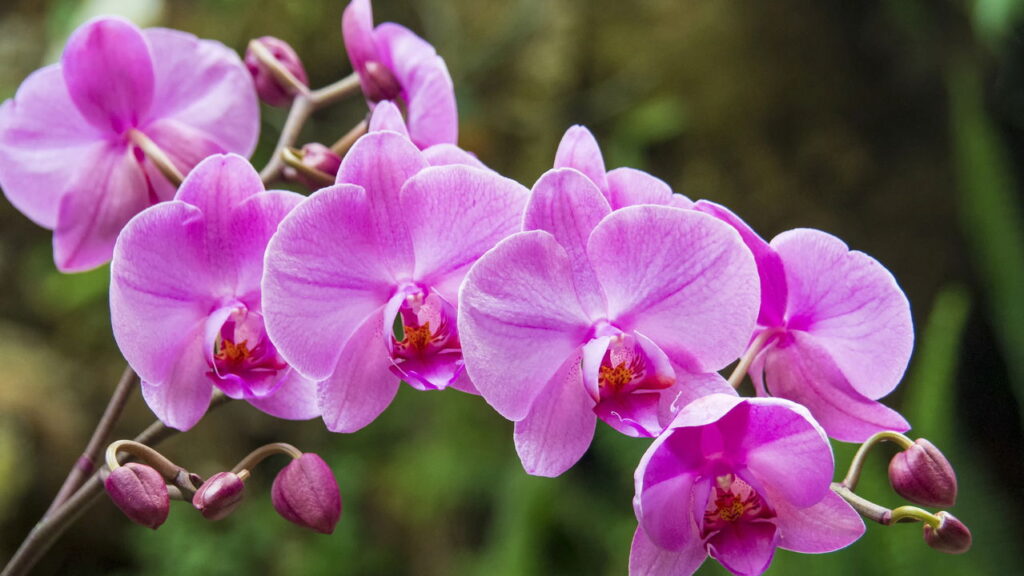 Como você escolhe o substrato de orquídea errado pode arruinar sua planta