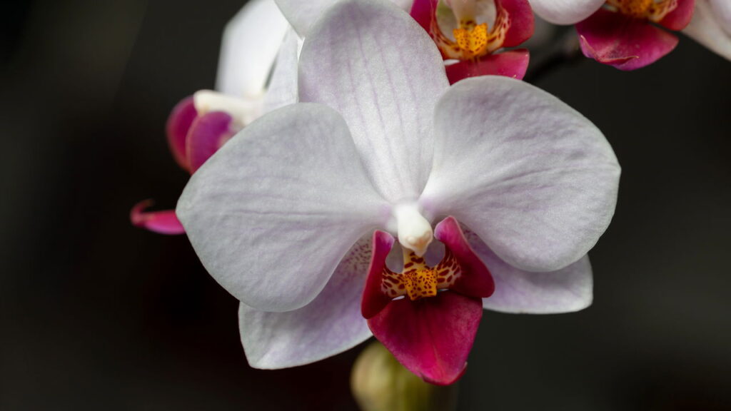 Como você escolhe o substrato de orquídea errado pode arruinar sua planta