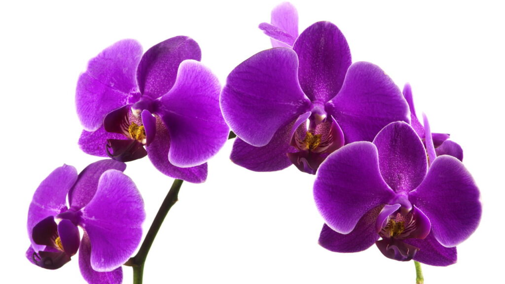 Como adubar orquídeas para uma florada perfeita