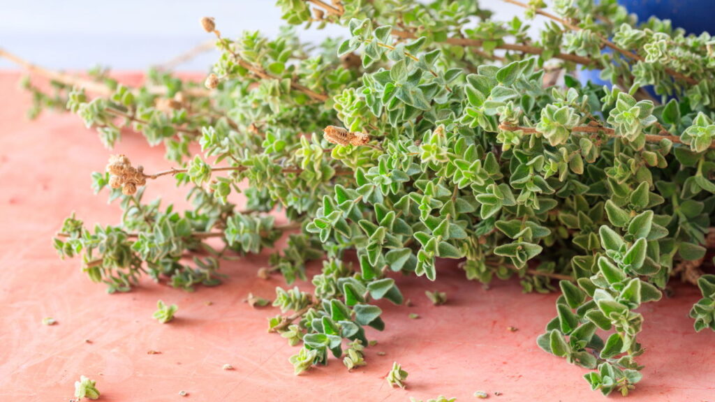 O tempero mais fácil de cultivar em casa e que ajuda na saúde