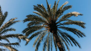 Aprenda a plantar a árvore tropical famosa entre lares brasileiros