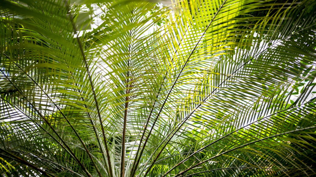Aprenda a plantar a árvore tropical famosa entre lares brasileiros