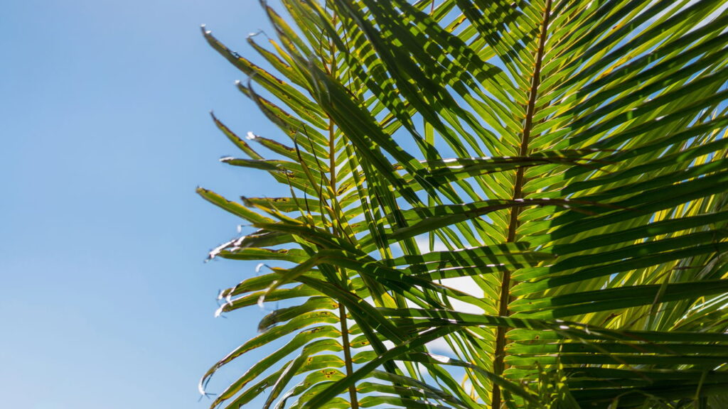 Aprenda a plantar a árvore tropical famosa entre lares brasileiros