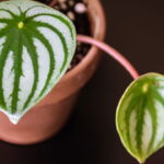 A planta de sombra que está conquistando as varandas e salas