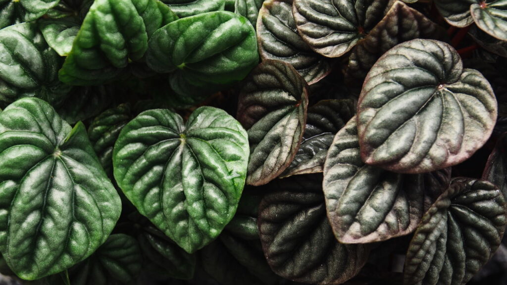 A planta de sombra que está conquistando as varandas e salas