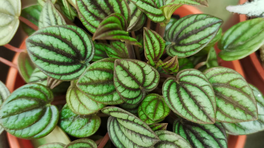 A planta de sombra que está conquistando as varandas e salas